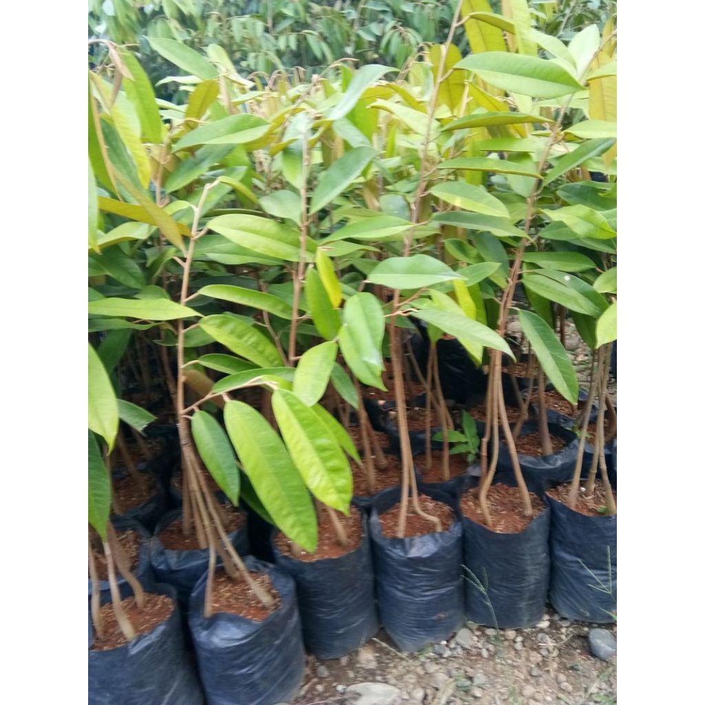 murah tanaman bibit durian montong - bibit durian montong