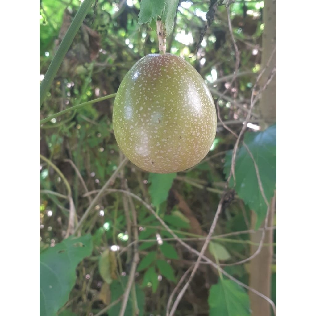 

Buah petik pohon