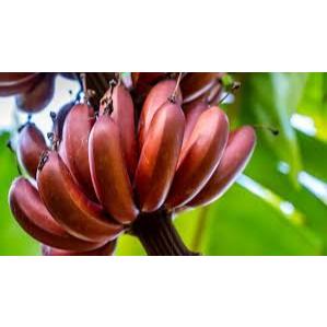 

Pisang Merah 1 tundun