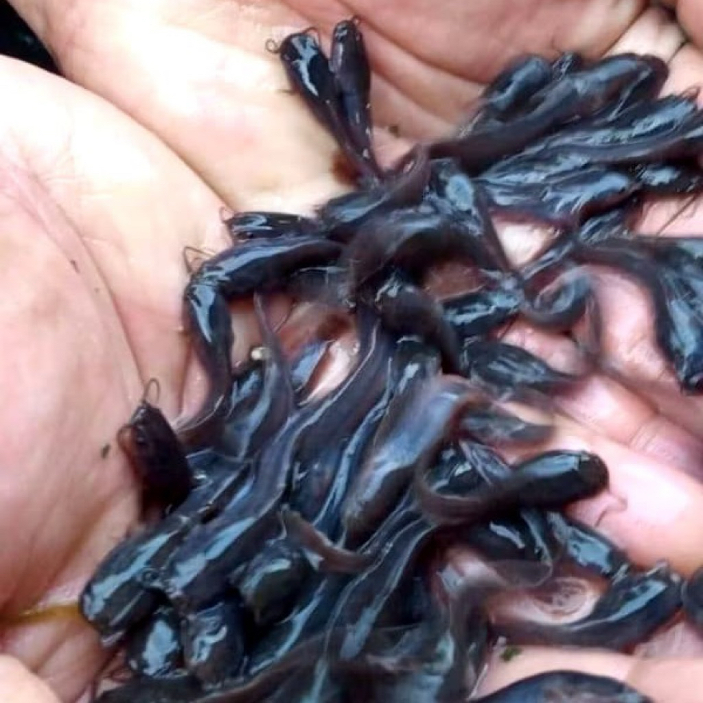 bibit lele paket 1000 ekor 2-3cm