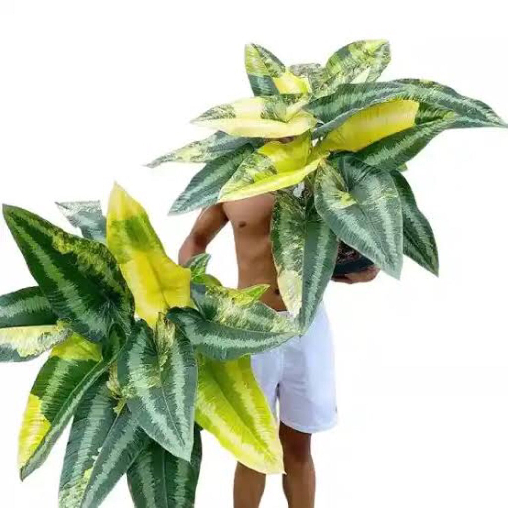 schismatoglottis wallichii varigata