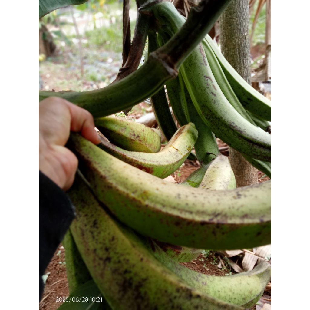 

pisang tanduk madu