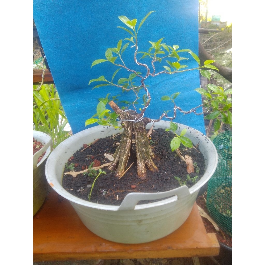 bonsai kimeng prokar