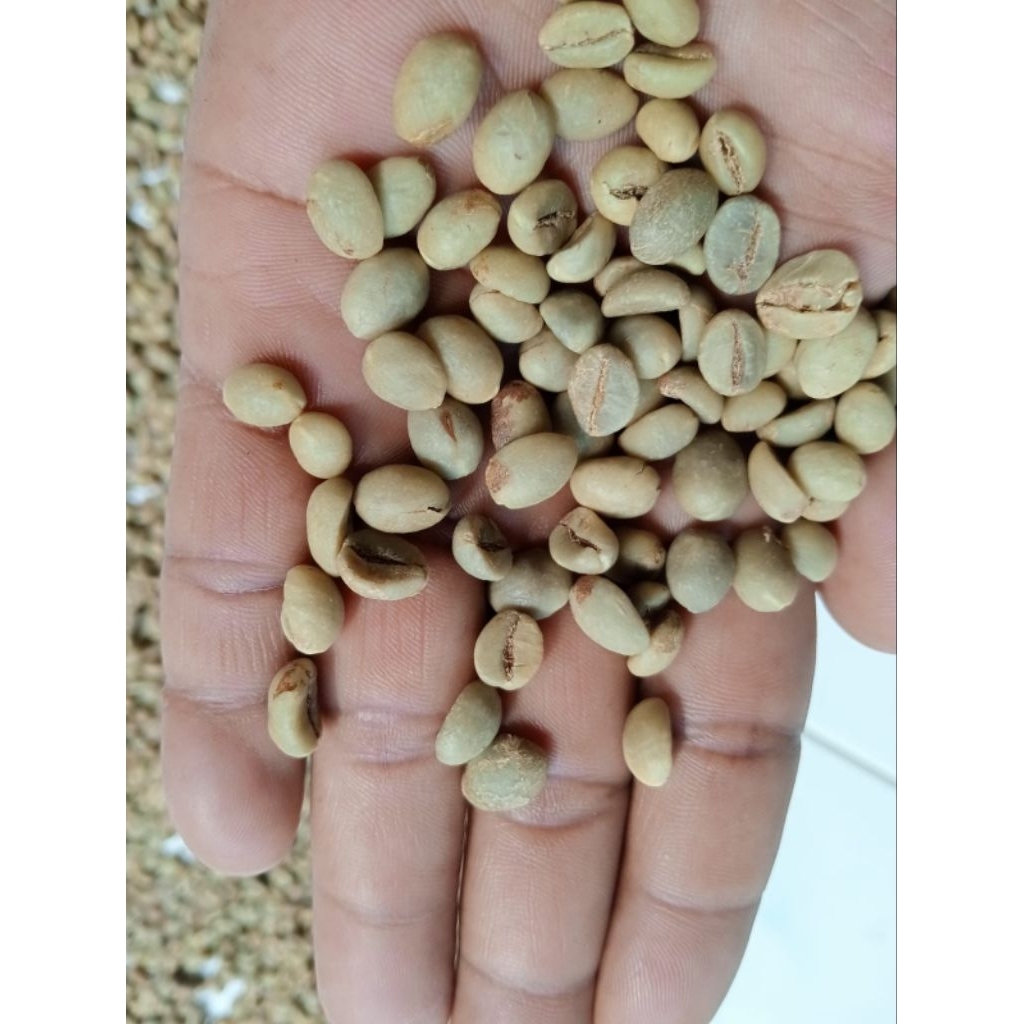 

green bean kopi Robusta Wonosalam
