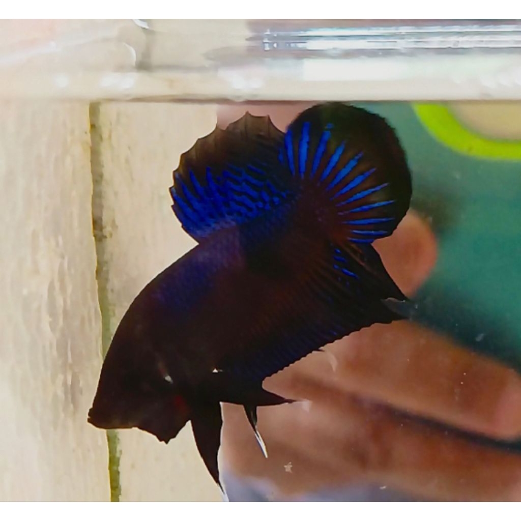 Katong Medan gigi tajam