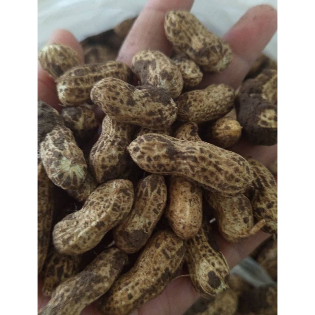 

Kacang tanah kulit mentah 1kg / Kacang godok Segar