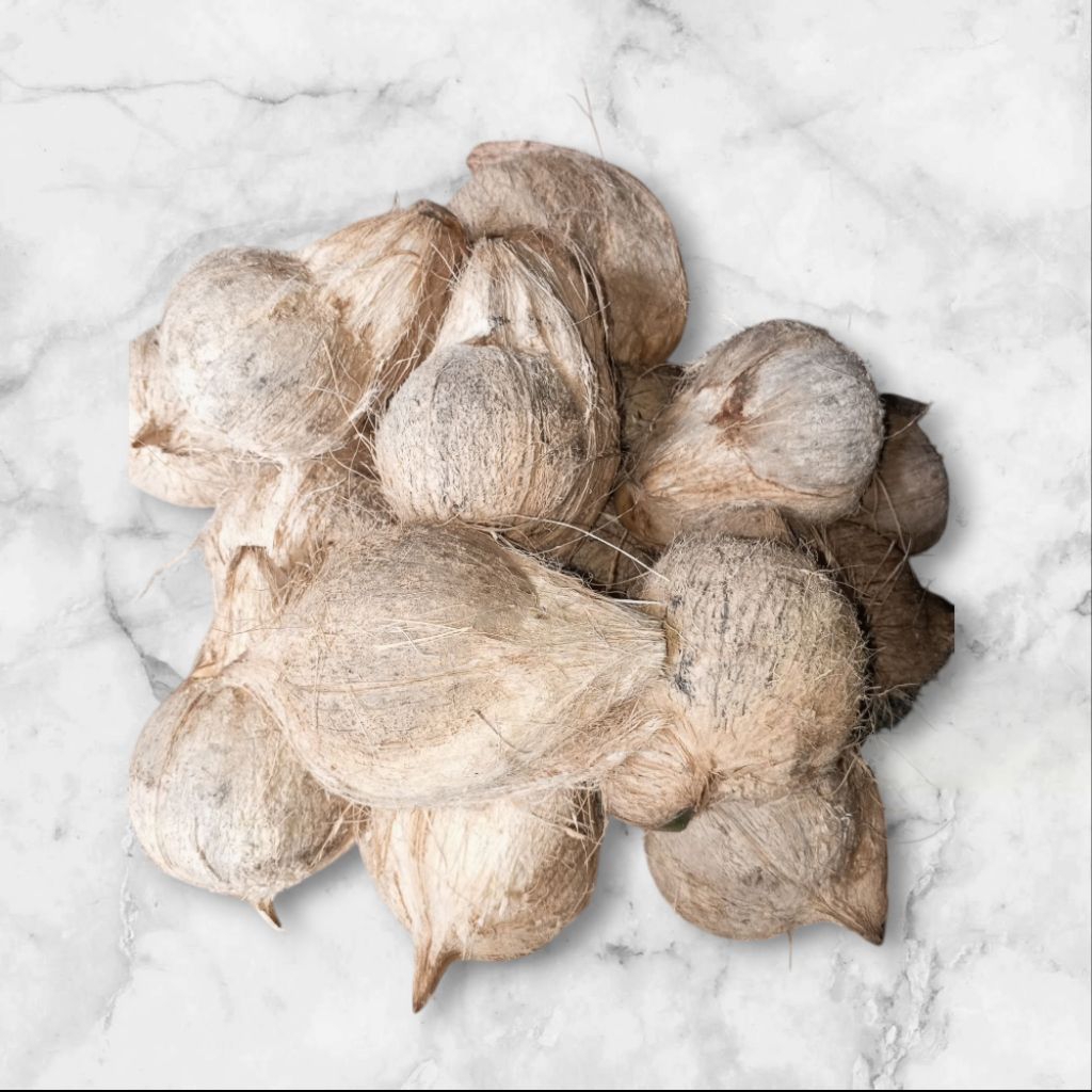 

[kemelas Grade C] Kelapa Kemelas Bahan Untuk Pelas Dan Urap BB 500-600 Gram