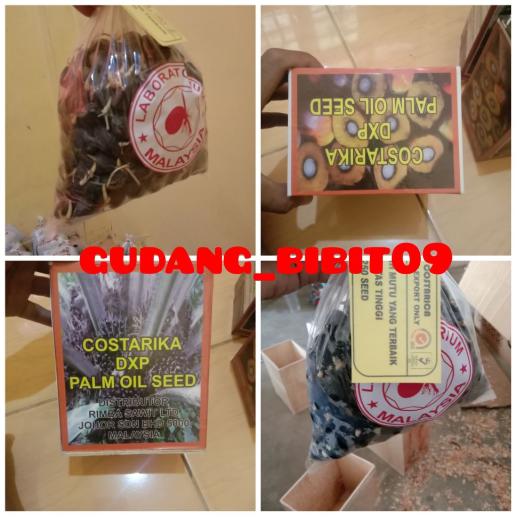 Kecambah Benih Kelapa Sawit DXP Costarika Oil Palm Seed Berkecambah Fresh Varietas Dari Malaysia