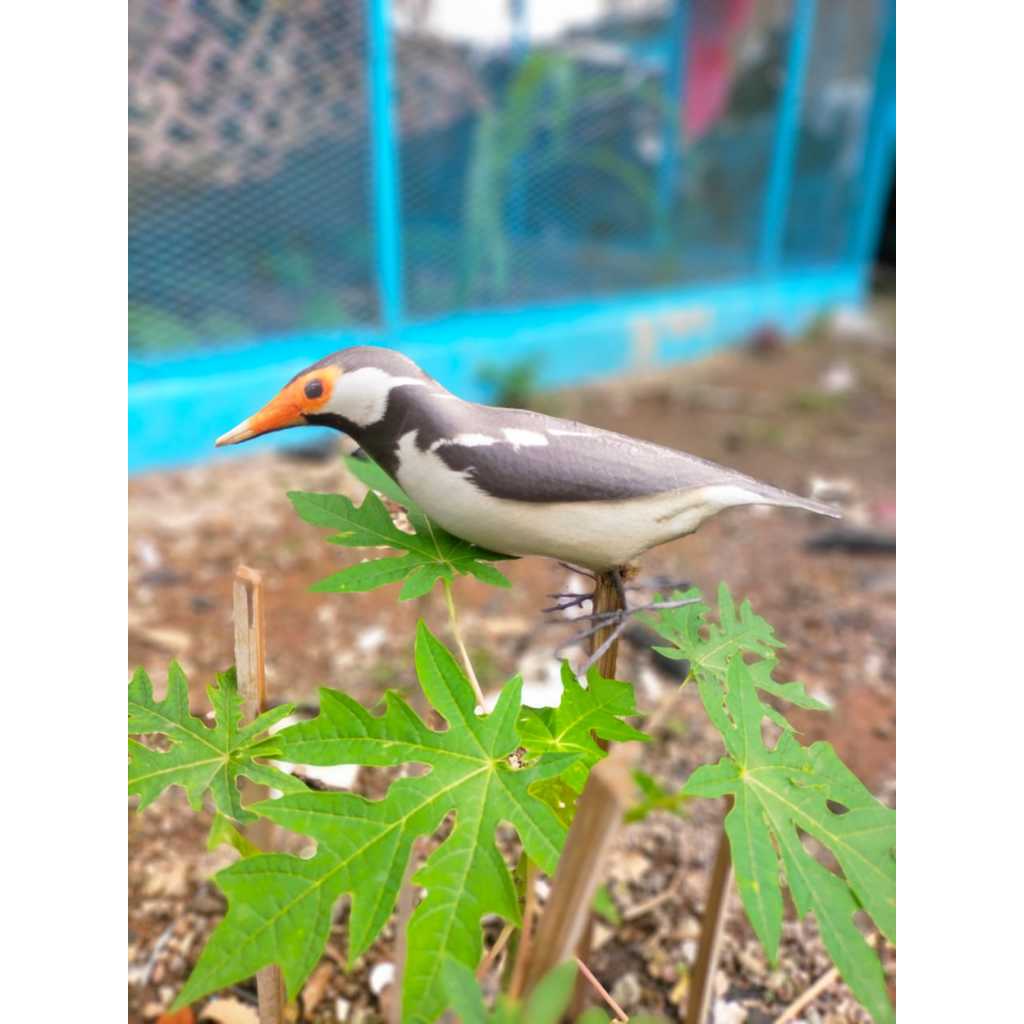 PATUNG JONTROT BURUNG JALAK SUREN - JONTROT BURUNG JALAK SUREN MIRIP ASLI