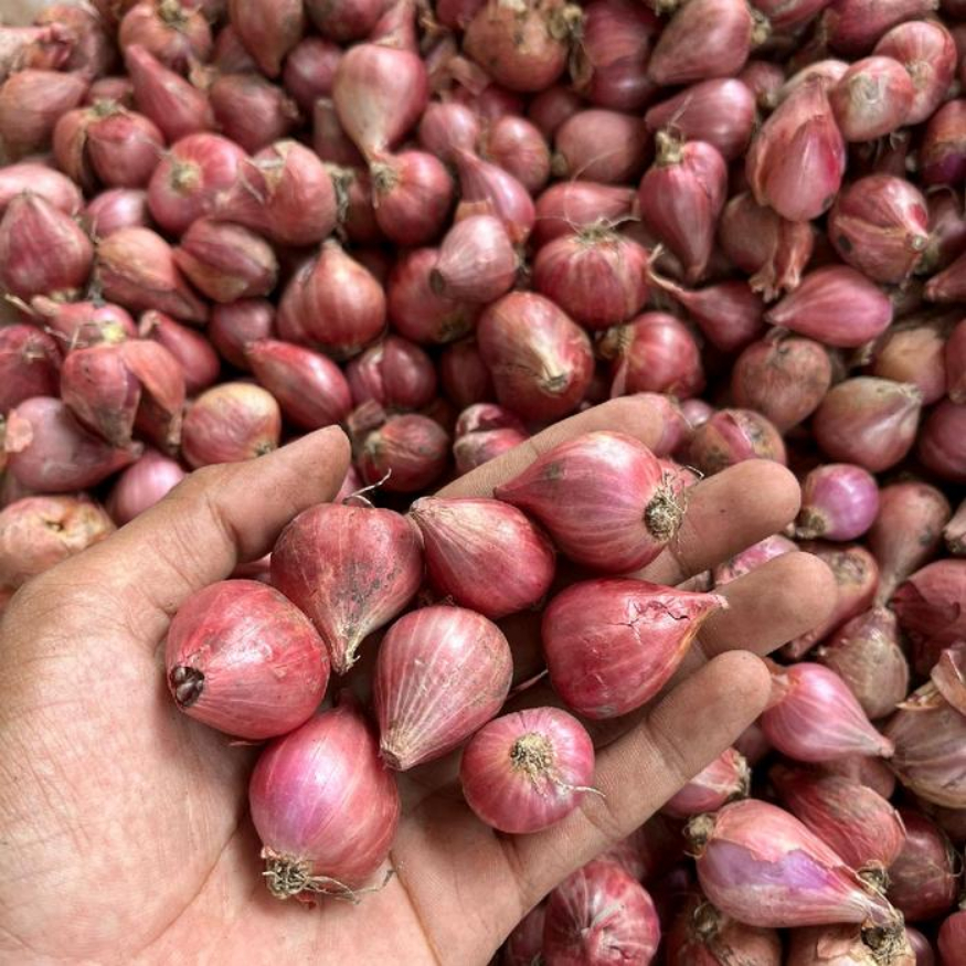 

BAWANG MERAH NGANJUK KERING UKURAN SEDANG / BAWANG MERAH KERING NGANJUK UKURAN SEDANG