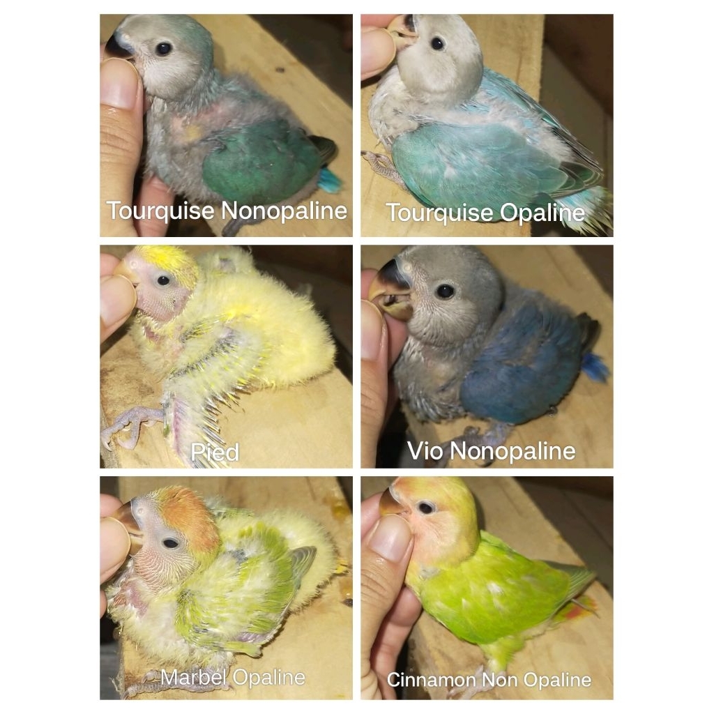 Lolohan Burung Lovebird Nonklep