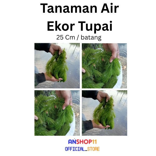 Tanaman Air Ekor Tupai