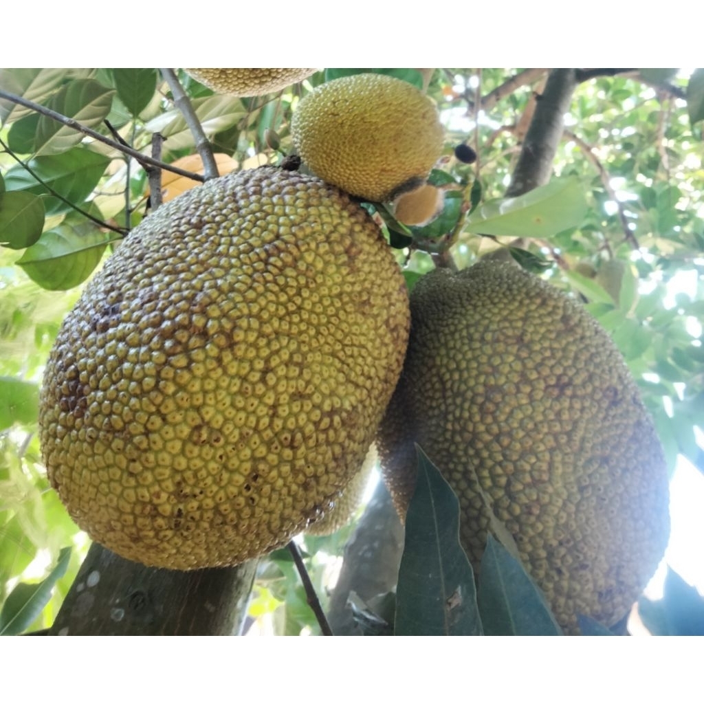 

Nangka matang utuh / matang di pohon belum kupasan