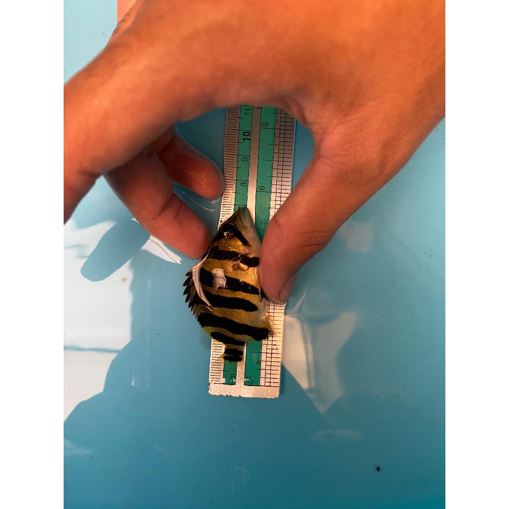 datz sumatra size 6-9cm/ tiger fish gread A