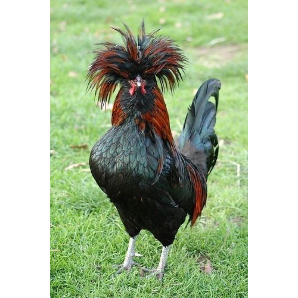 

Telur Tetas Ayam Hias Poland Fertil siap untuk ditetaskan