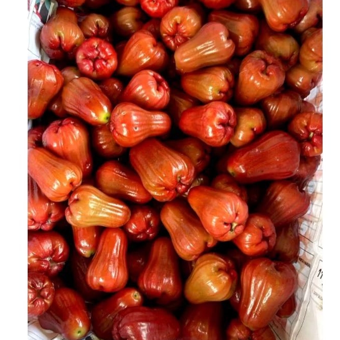 

JAMBU CITRA FRESH BARU PETIK