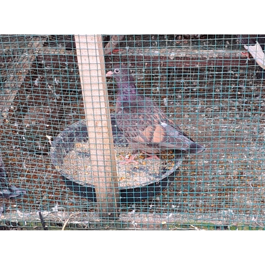 Burung Merpati Pos Racing Warna Unik Harga Per Ekor