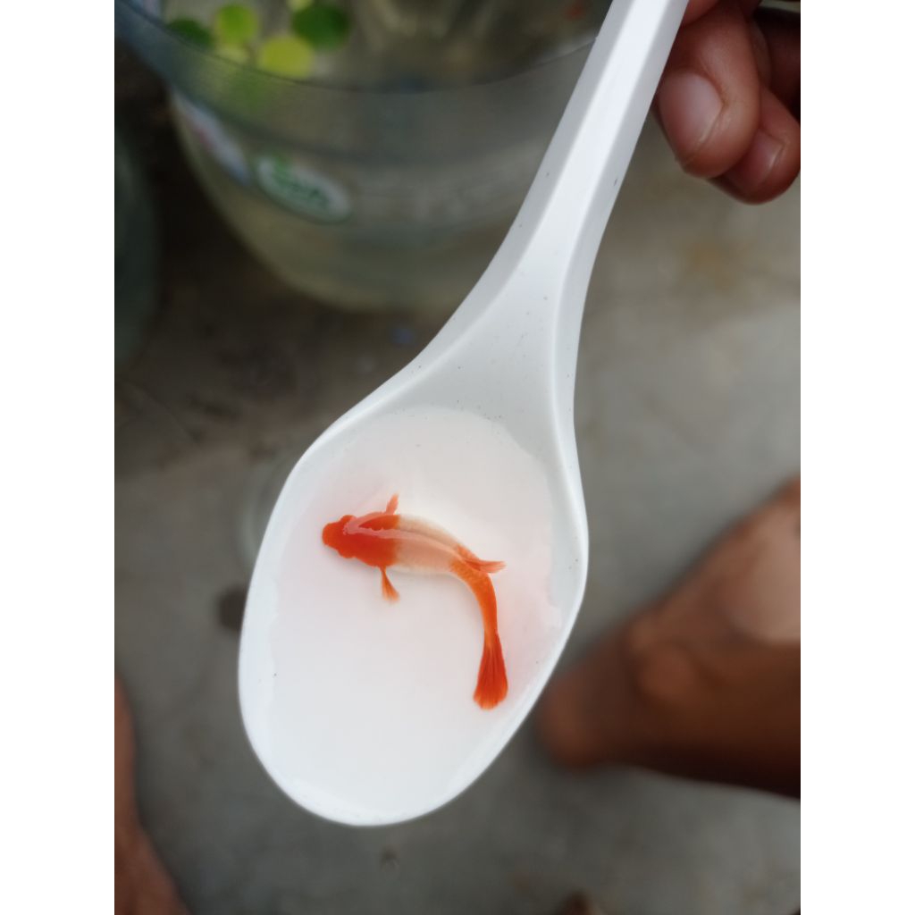 Guppy albino koi red ears