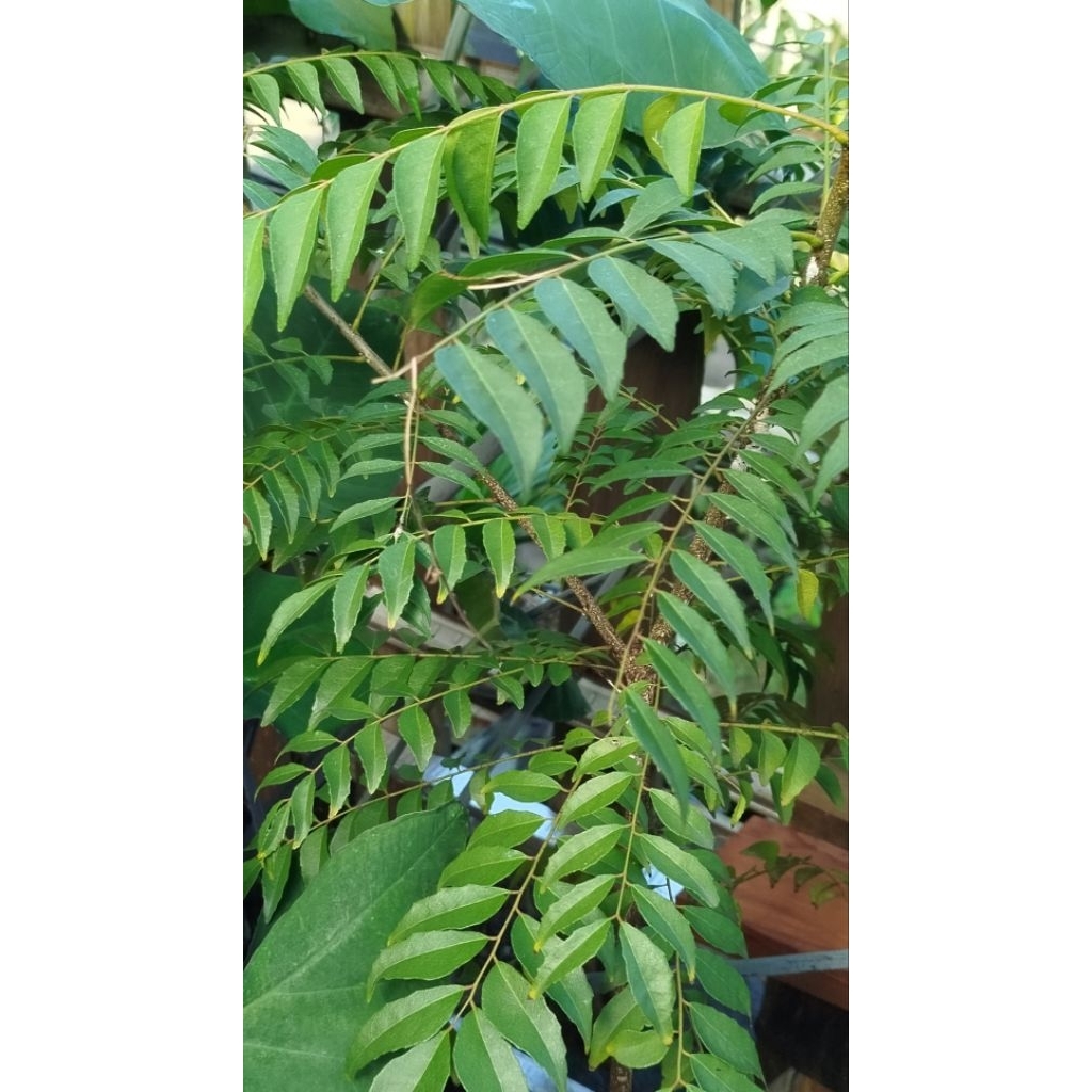 Pohon Kari/Salam Koja Besar Plus Pot