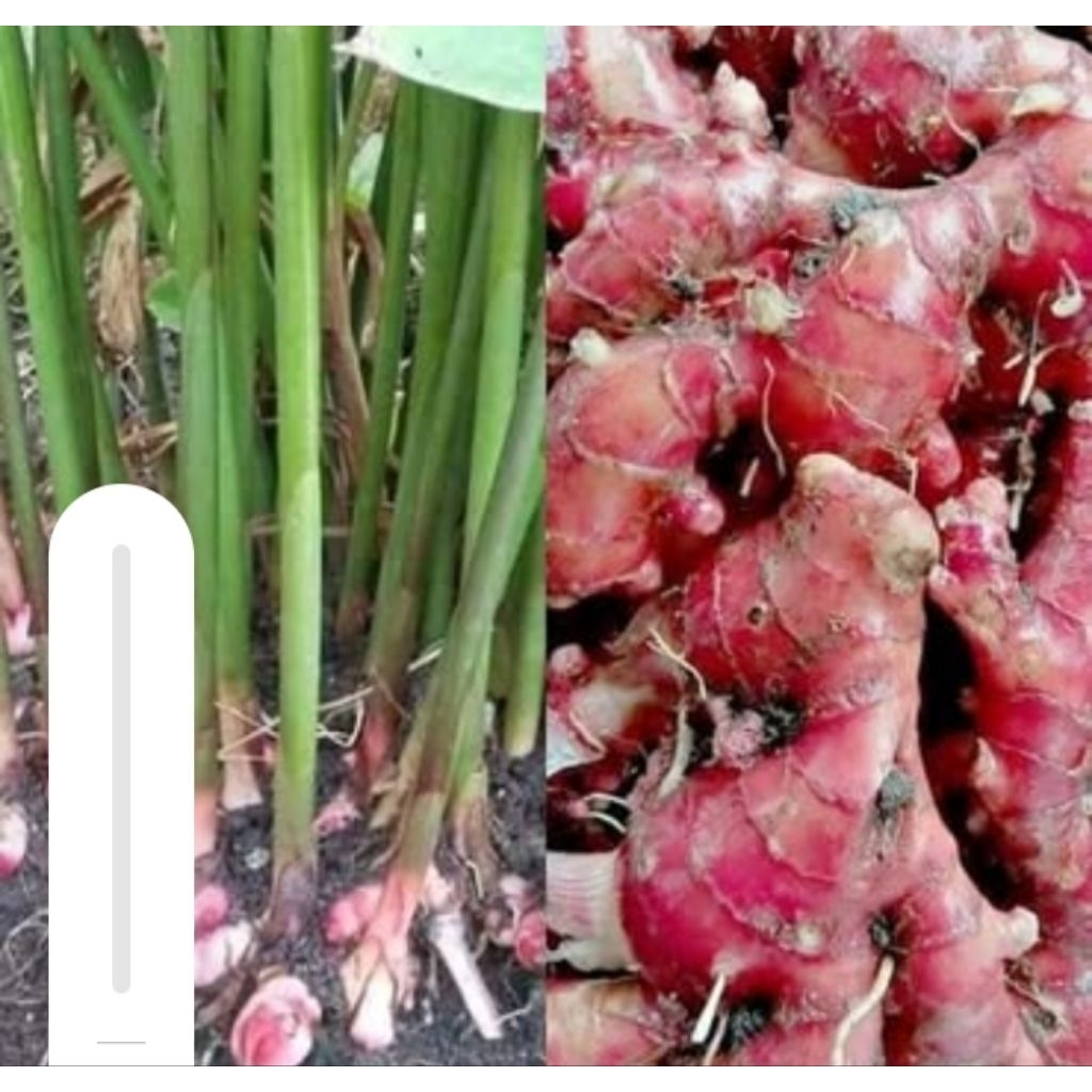 

JAHE MERAH 500gr