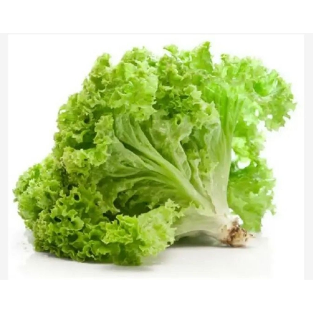 

sayur selada 250gr,500gr,1kg
