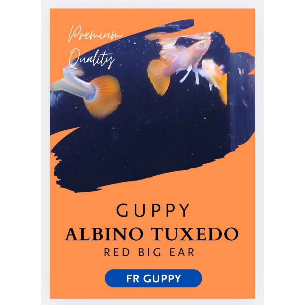 HIASAN AKUARIUM GUPPY ALBINO TUXEDO RED BIG EAR