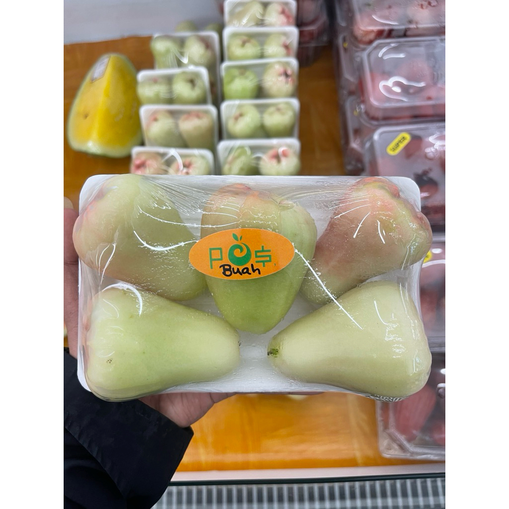 

Jambu Air Jade Rose | Jambu Air Jade Grend 0,5kg