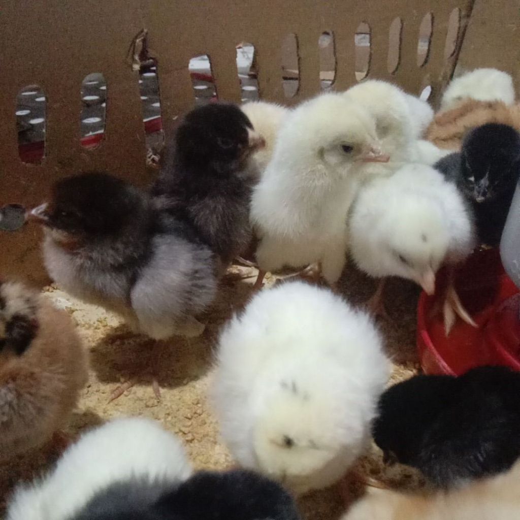 DOC AYAM JOPER / AYAM KAMPUNG JOWO SUPER (isi ±102ekor) - Sudah di vaksin | ayam kampung pedaging