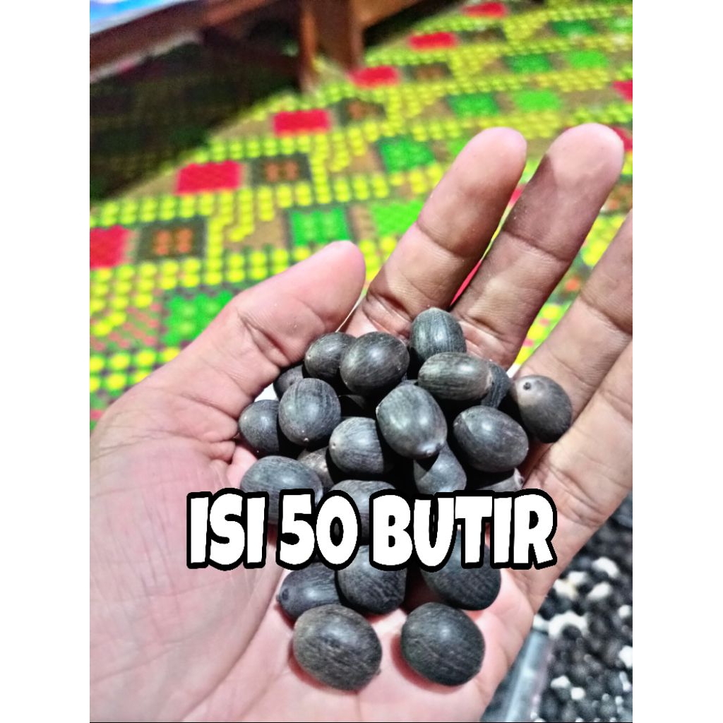 Biji Benih Teratai Lotus/Biji Bunga Teratai Lotus Asli/Biji Teratai Isi 50 Butir