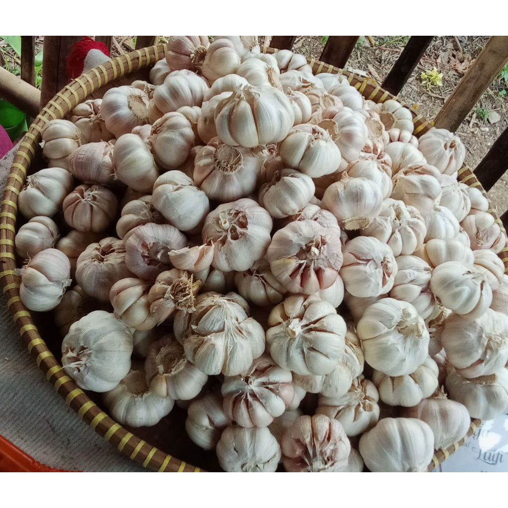 

Bawang putih Fress berat 1000gr/kg