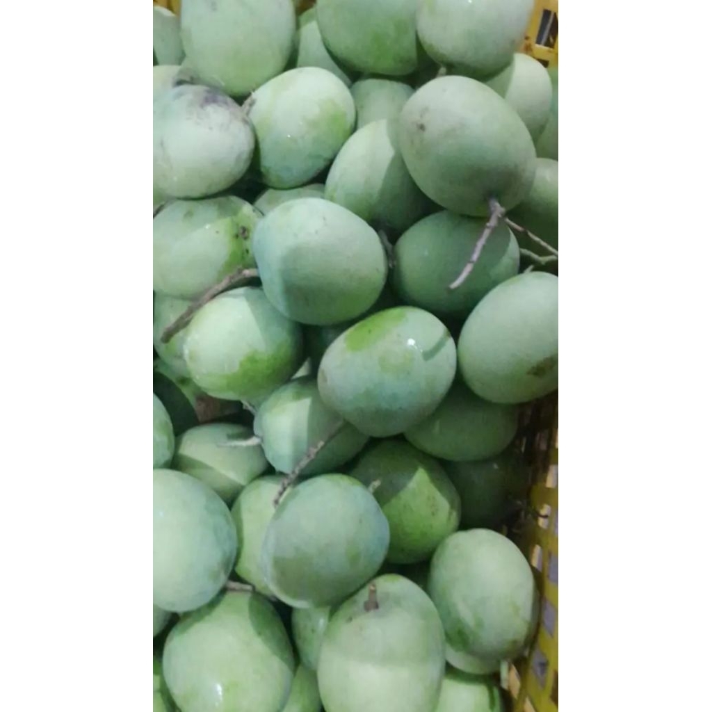 

mangga gedong muda mentah langsung petik 1 kg