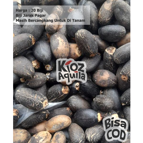 Biji Buah Jarak Siap Tanam 20 pcs