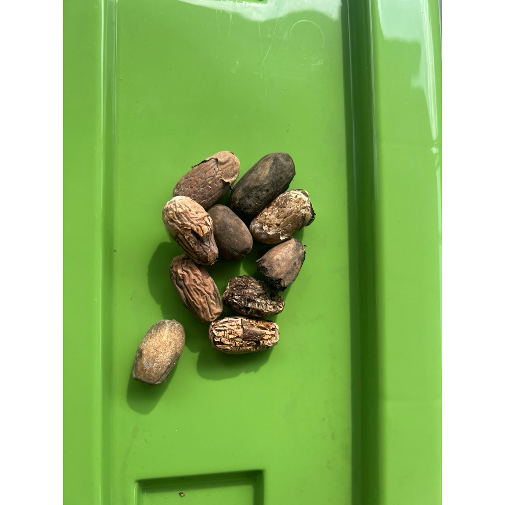 

Biji Pala Fak Fak Papua kualitas Pecah-Pecah kupas 1kg