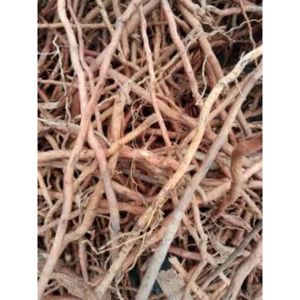 

akar pinang segar jambe original berat 1 kg