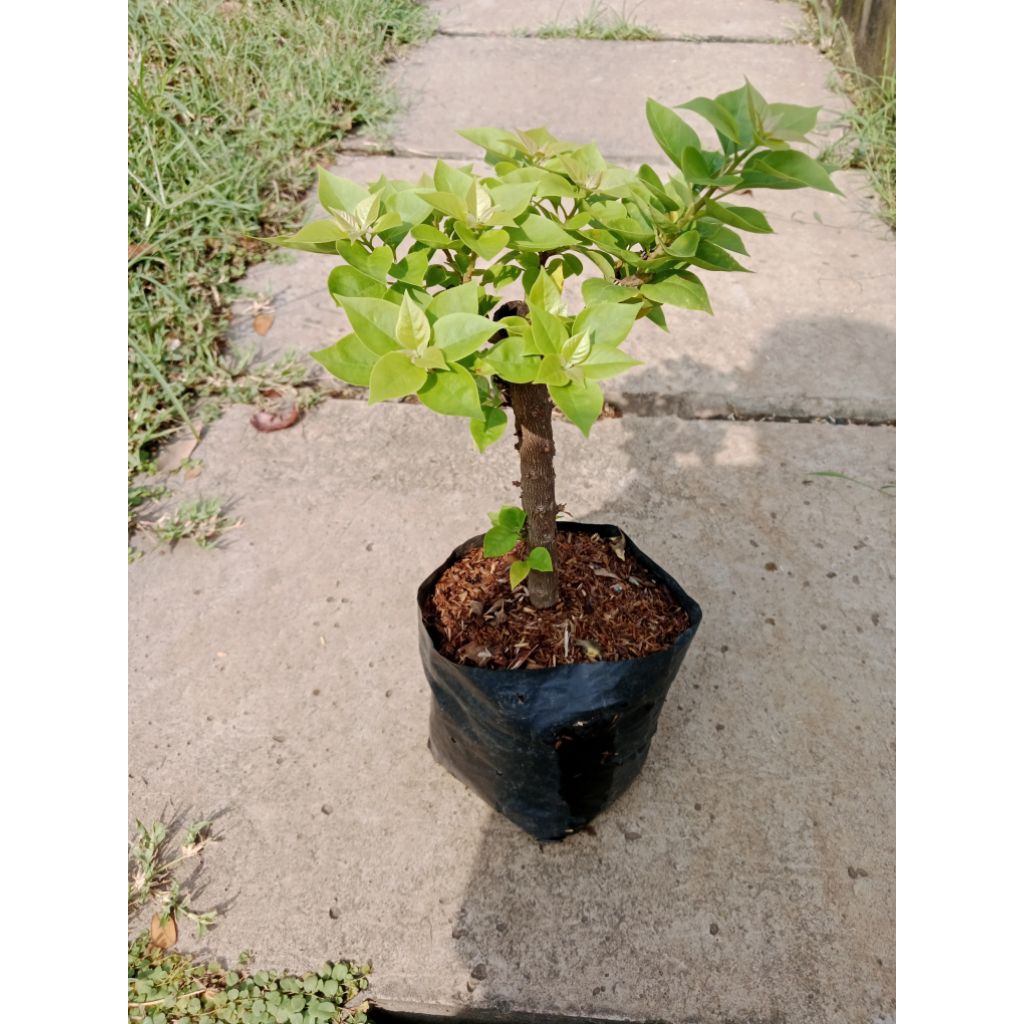 bougenville Singapore