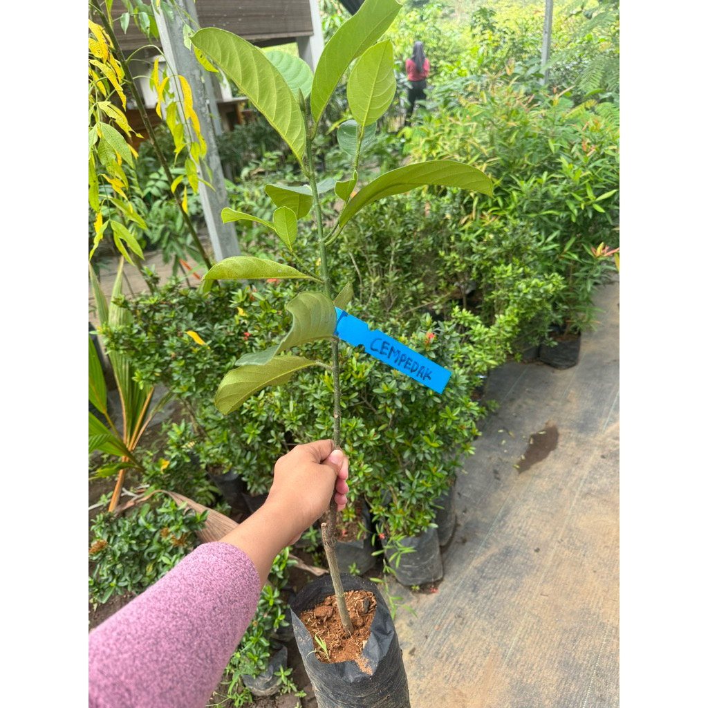 BIBIT NANGKA CEMPEDAK