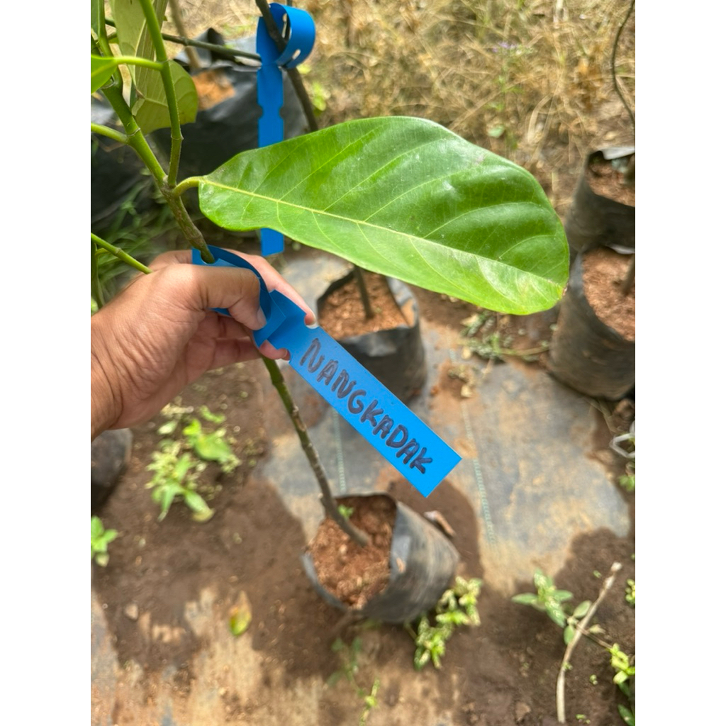 

BIBIT NANGKA NANGKADAK