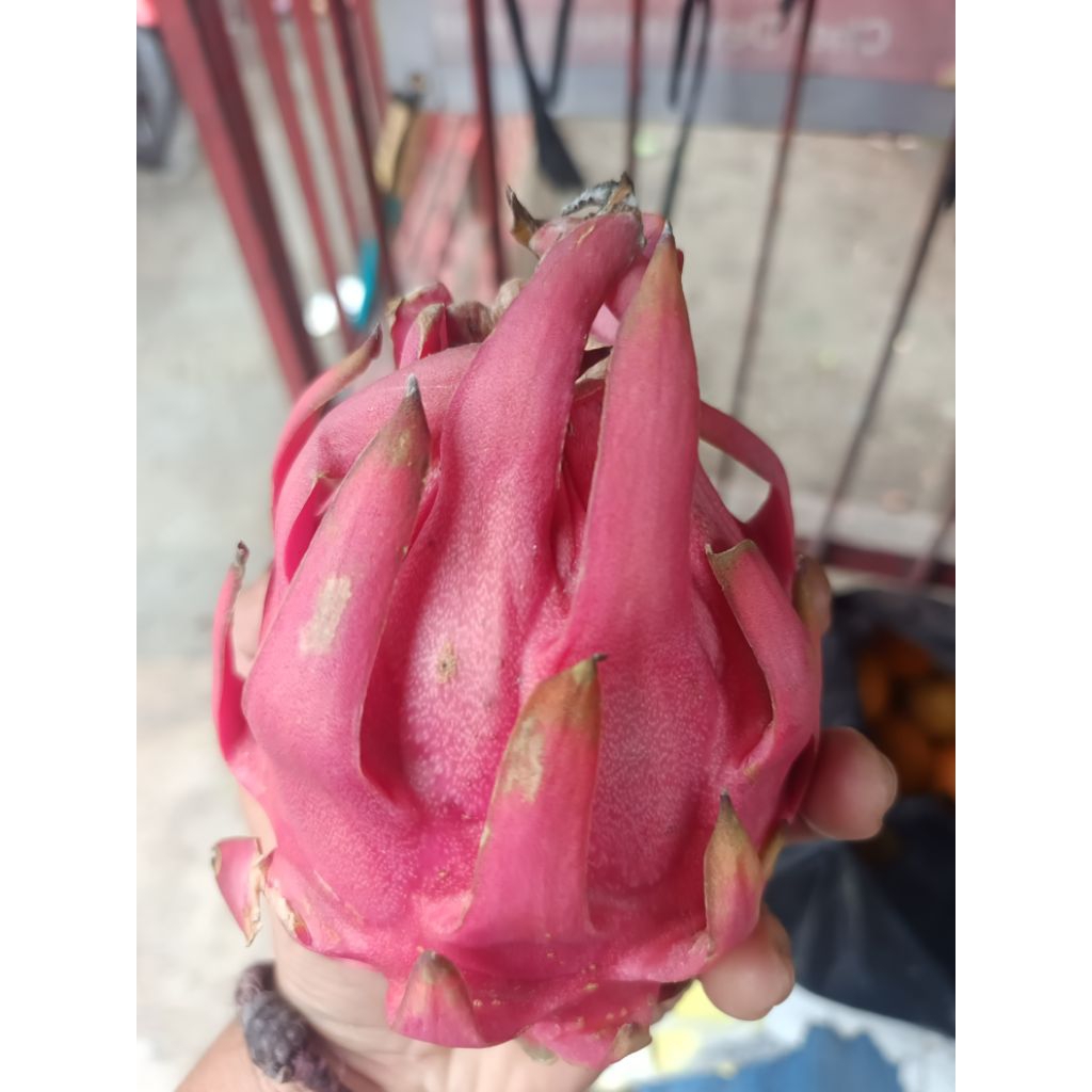 

Buah naga Segar per kg