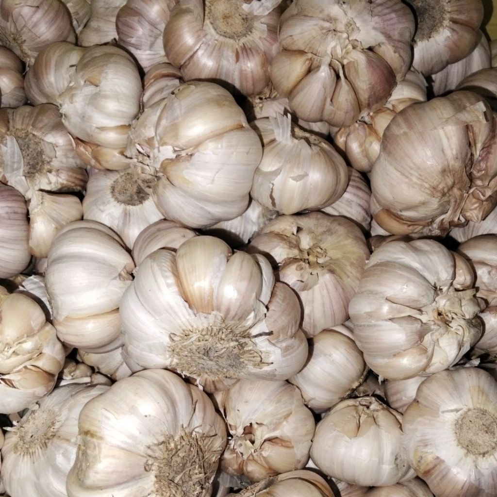 

bawang putih premium