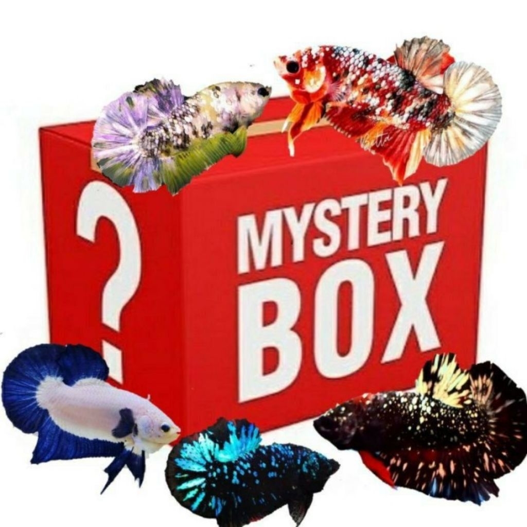 Ikan Hias Misteri Box Ikan Cupang Plakat Di Jamin Tanpa Zongk
