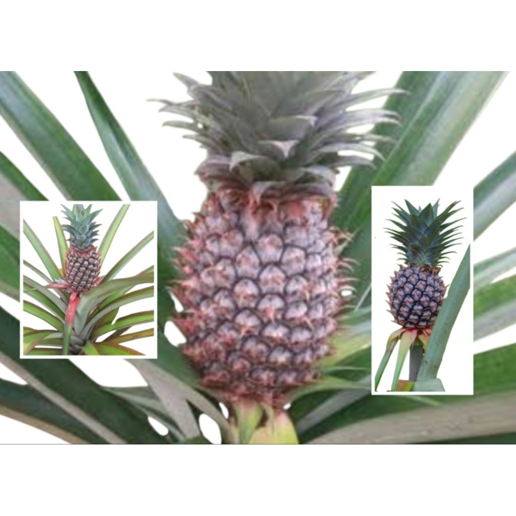 

nanas muda segar nanas batu