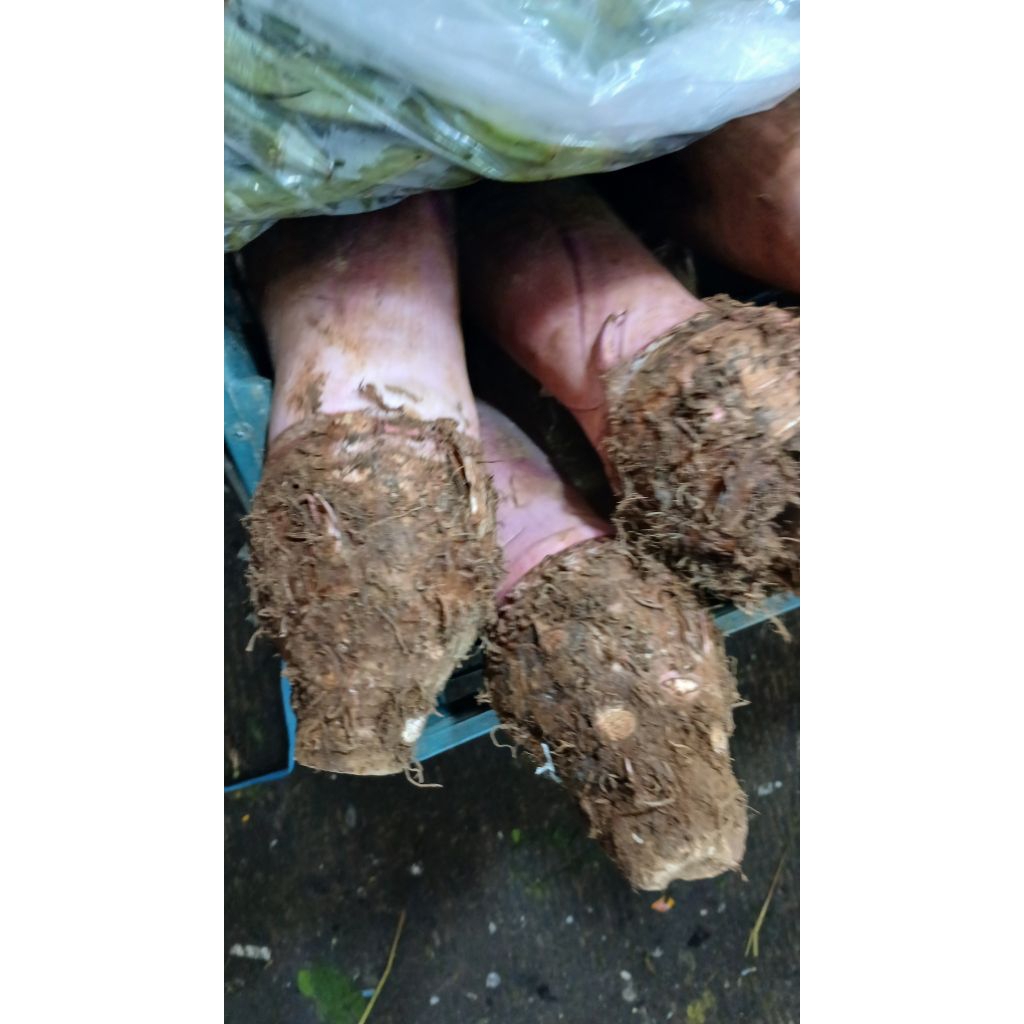 

talas bogor per pcs UK sedang/besar