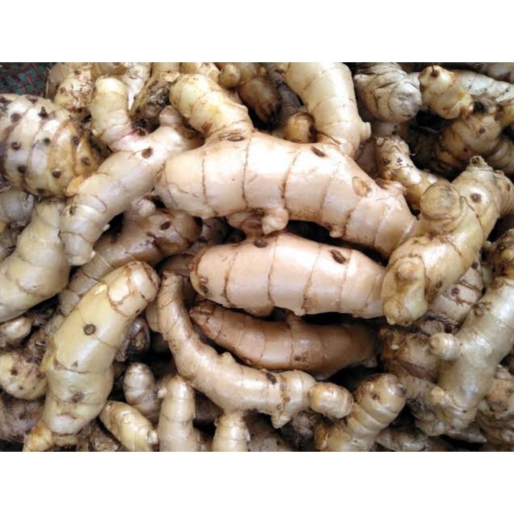 

kunyit putih segar 1000 gram langsung ambil dari hutan asli organik herbal CURCUMA ZEDOARIA / Temu Putih GOS kunyit putih segar ^_^