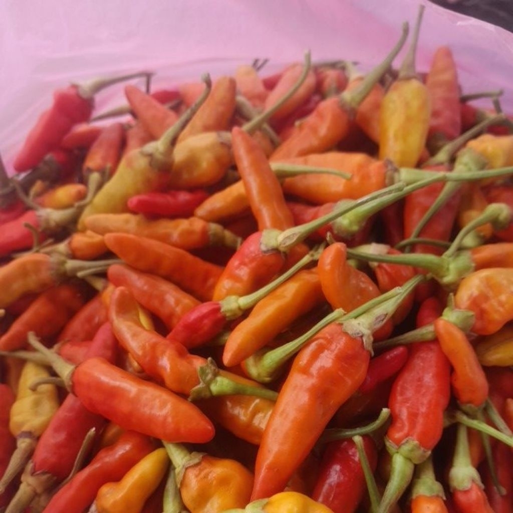 

cabe prentul