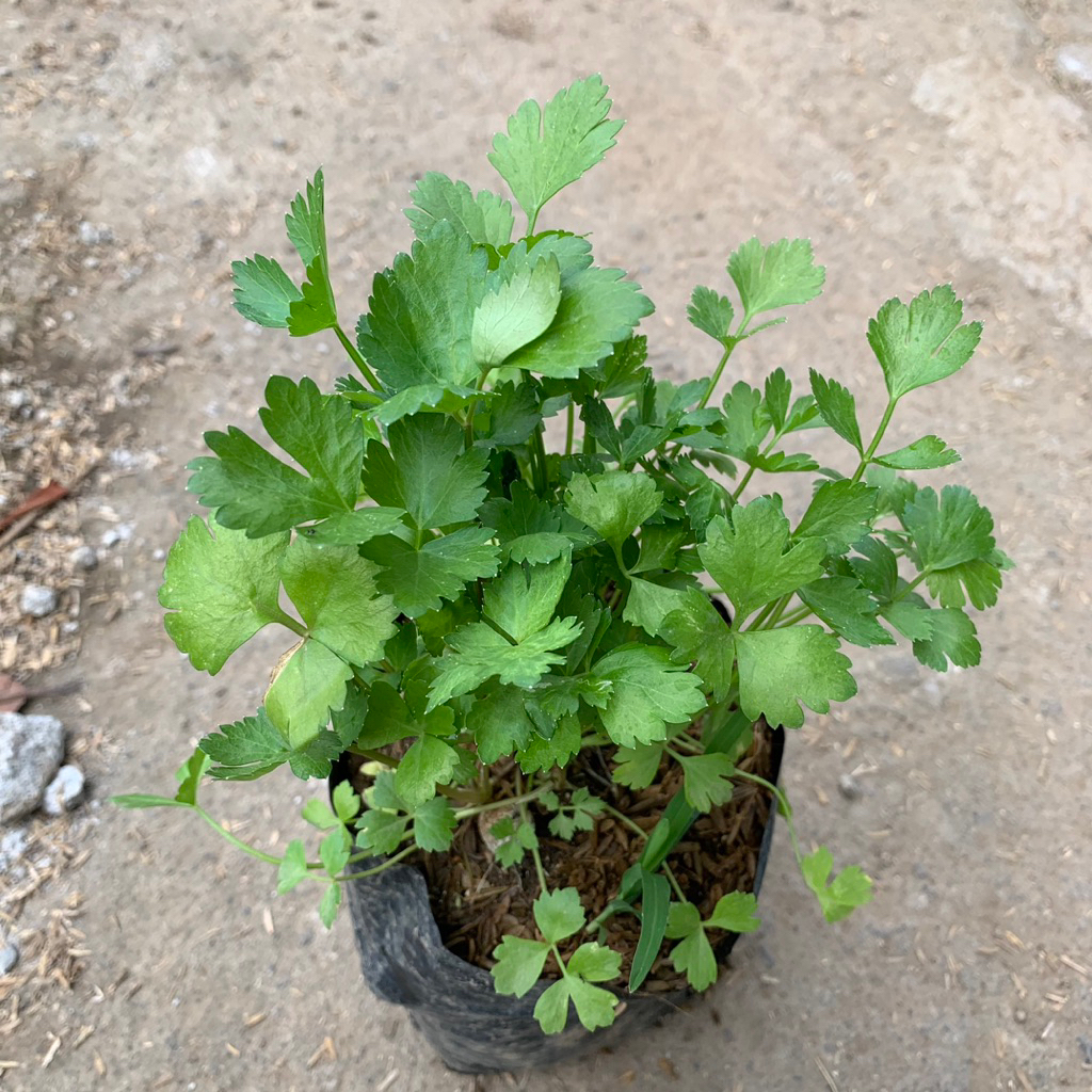 tanaman hidup sayur seledri - bibit sayuran - bibi tanaman seledri - seledri rimbun