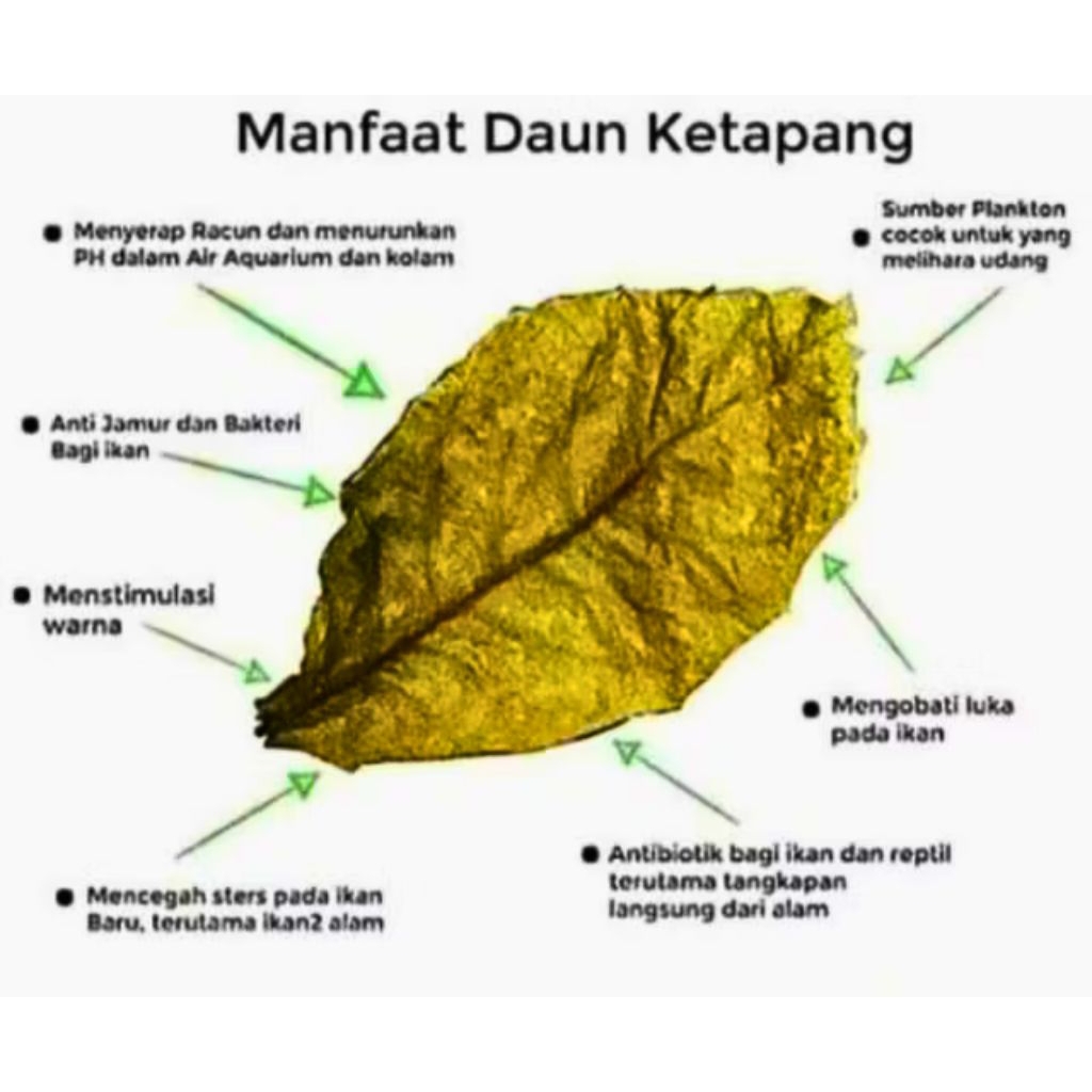 

DAUN KETAPANG KERING 10 lembar