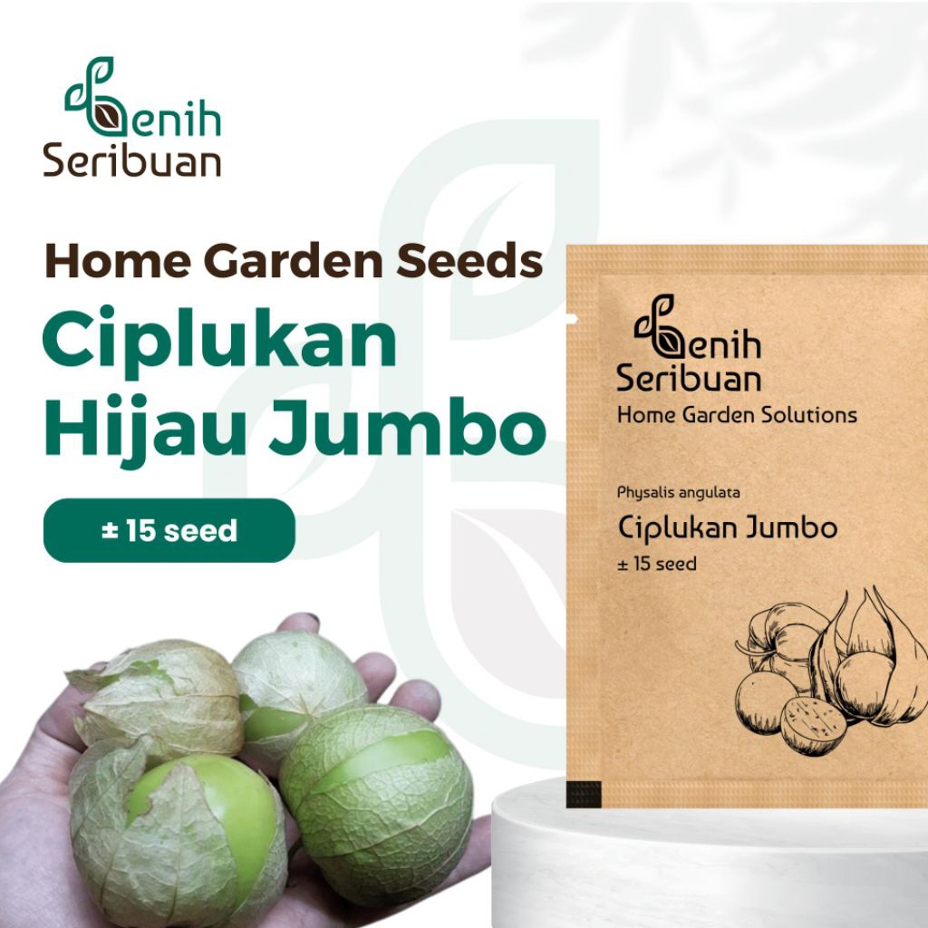 Benih Buah Ciplukan Jumbo Hijau Unggul Premium
