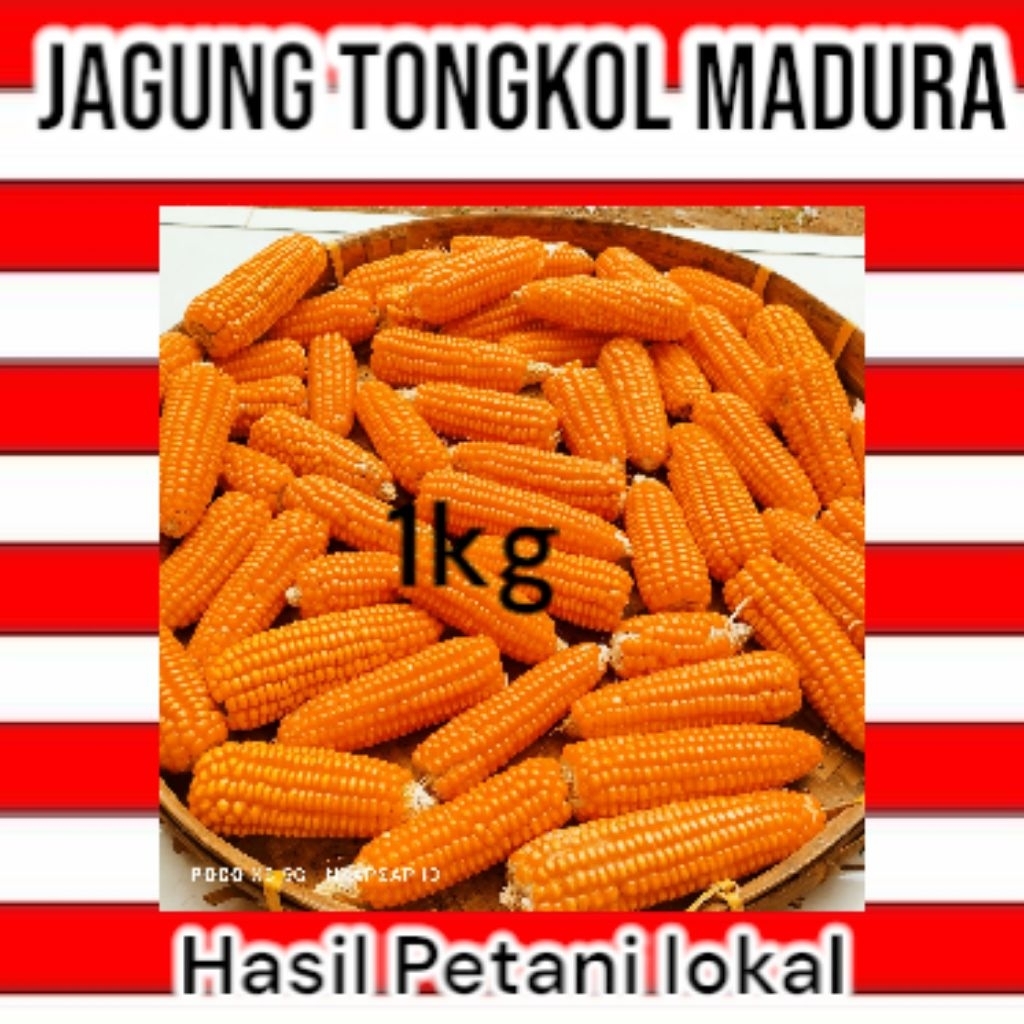 

jagung madura 1kg belum di pipil jagung mutiara