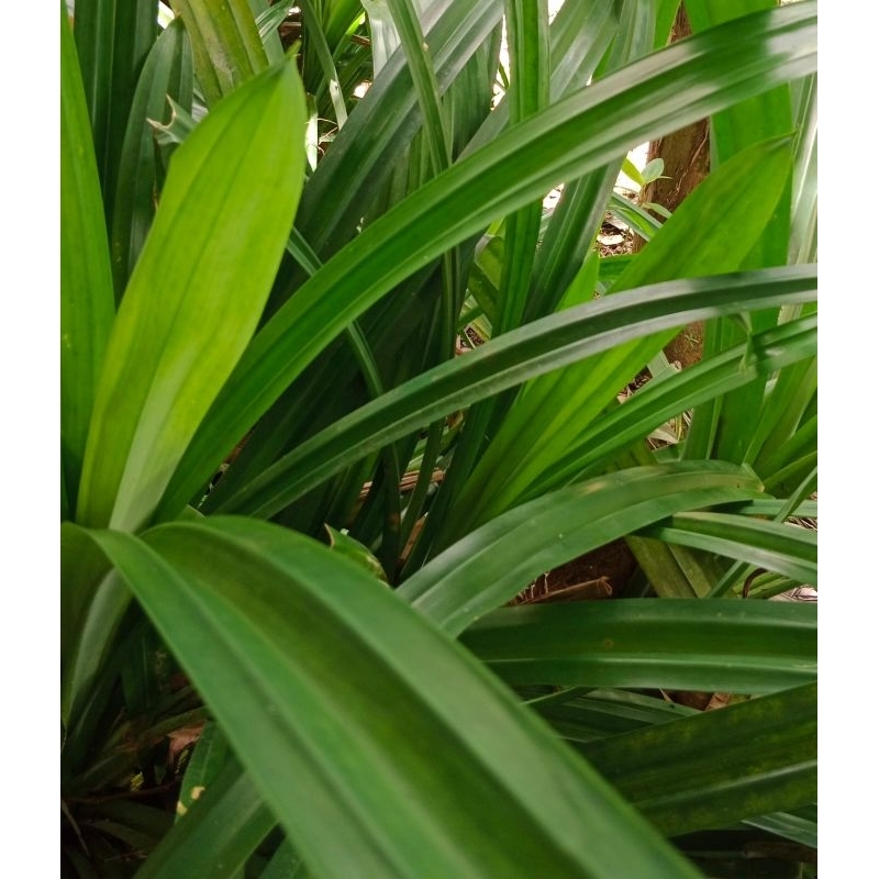 

Daun Pandan Wangi per helai