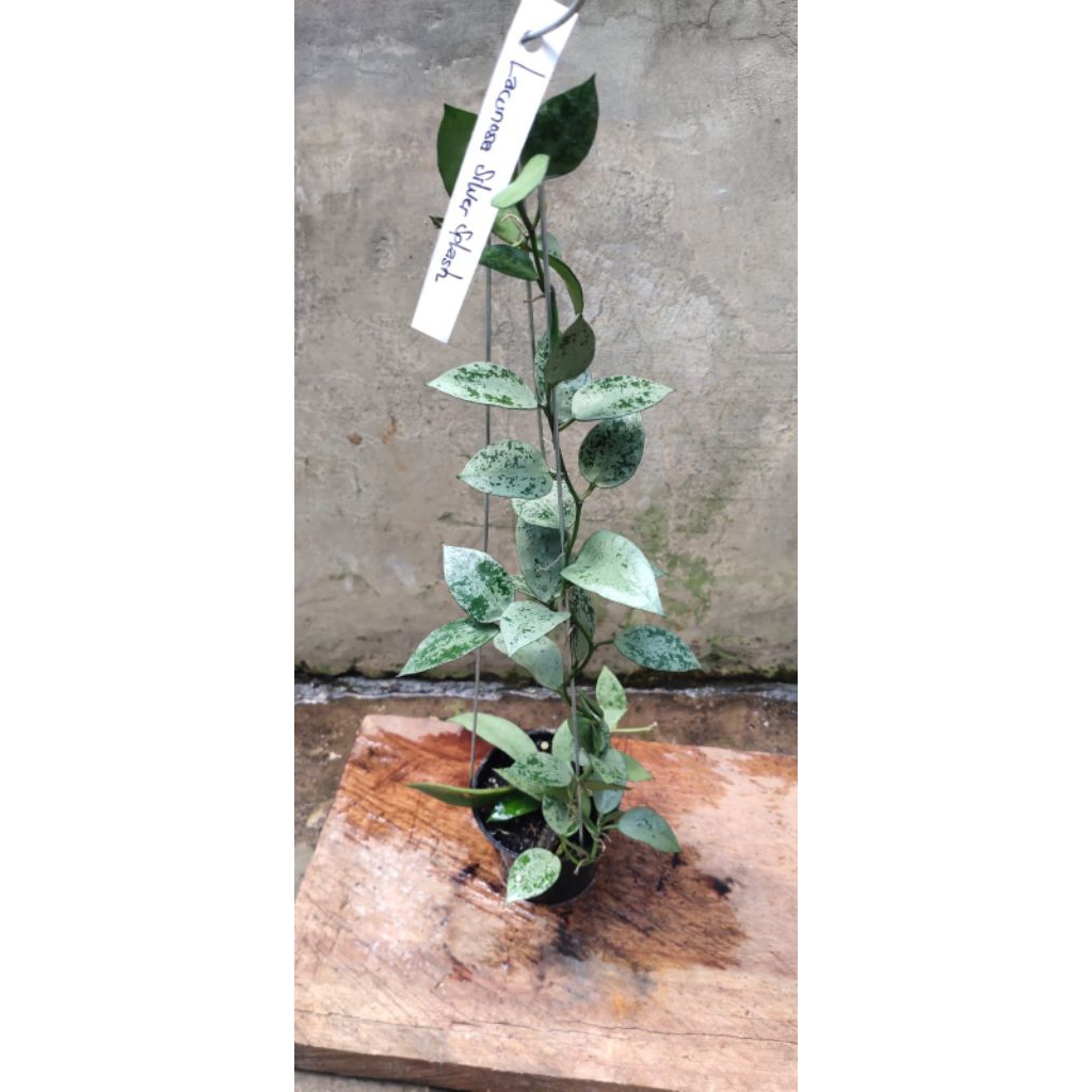 Tanaman Hoya Lacunosa Silver Splash